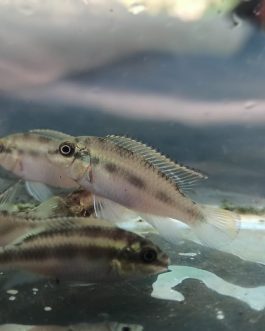 Rainbow Kribensis ( 4 pcs)