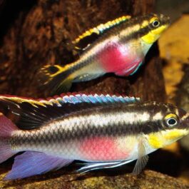 Rainbow Kribensis ( 4 pcs)