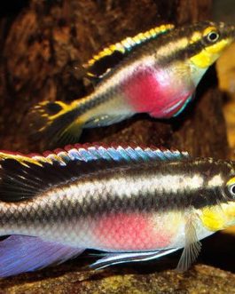 Rainbow Kribensis ( 4 pcs)