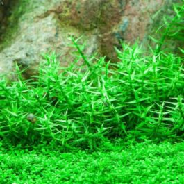 Gratiola viscidula (6 stems)