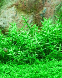 Gratiola viscidula (6 stems)