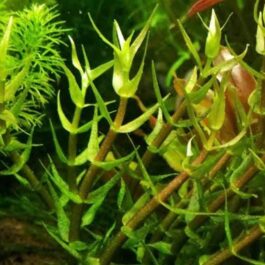 Gratiola viscidula (6 stems)