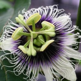 Brazilian purple passion fruit plant (single plant- 10 to 30 cms height)