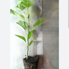 Brazilian purple passion fruit plant (single plant- 10 to 30 cms height)