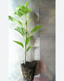 Brazilian purple passion fruit plant (single plant- 10 to 30 cms height)