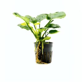 Anubias coin leaf (single plant pot-medium)