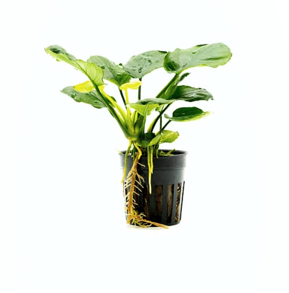 Anubias coin leaf (single plant pot)