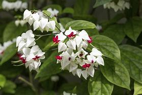 Bleeding heart vine (single plant) - Image 3