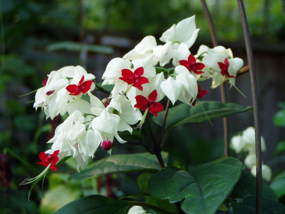 Bleeding heart vine (single plant) - Image 4