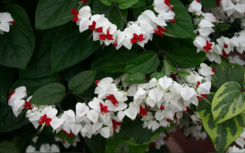Bleeding heart vine (single plant) - Image 5
