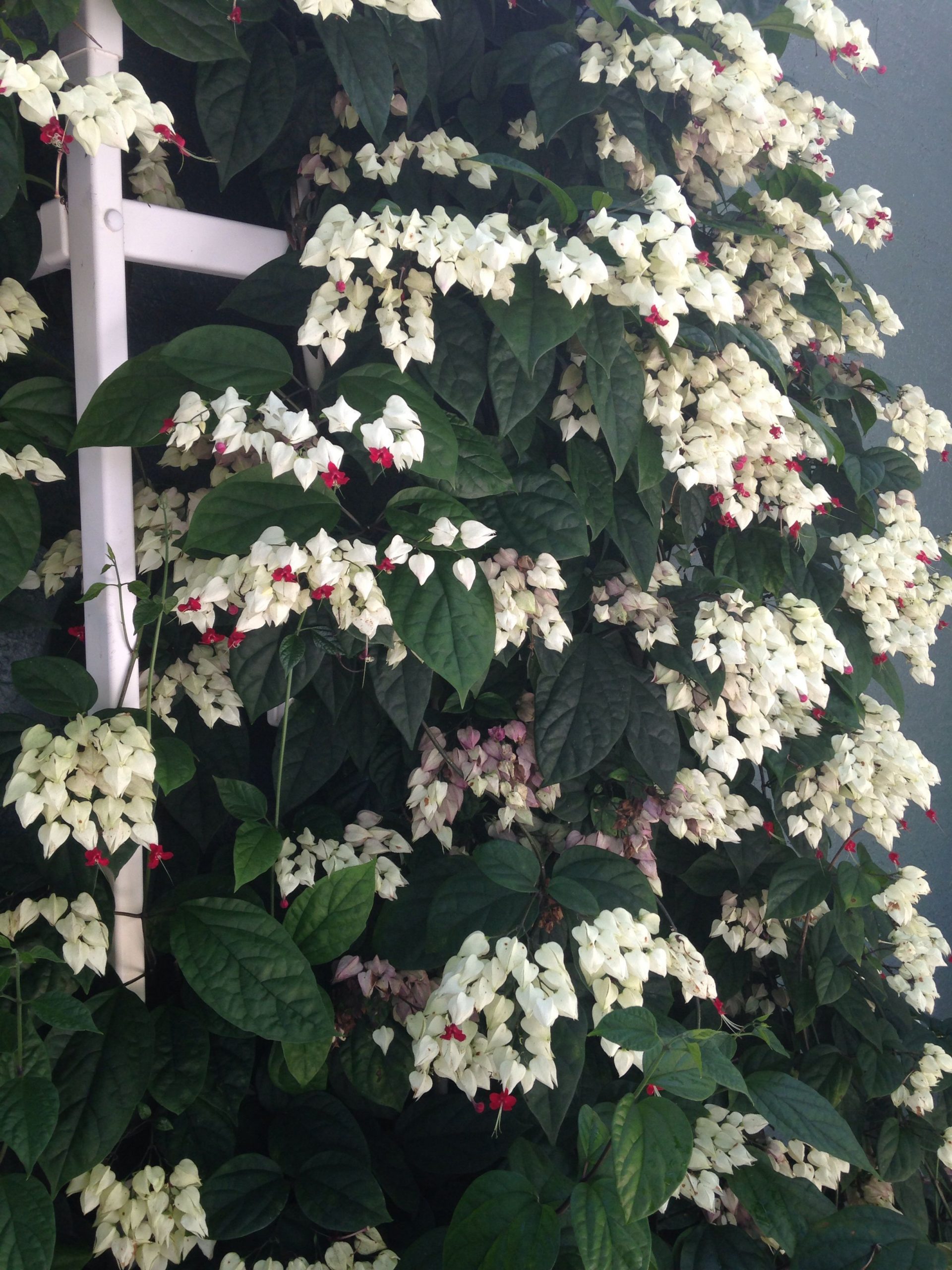 Bleeding heart vine (single plant) - Image 6