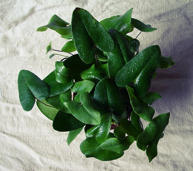 Heart Fern /Hemionitis arifolia (single plant) - Image 3