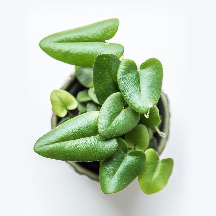 Heart Fern /Hemionitis arifolia (single plant) - Image 4