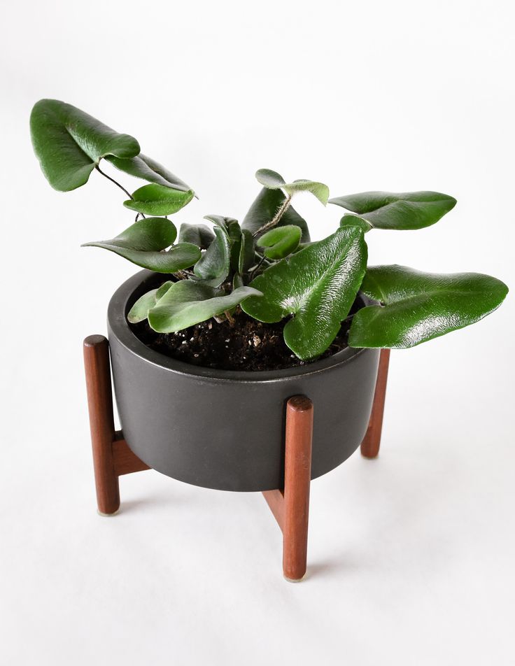 Heart Fern /Hemionitis arifolia (single plant) - Image 5