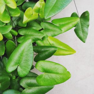 Heart Fern /Hemionitis arifolia (single plant) - Image 7