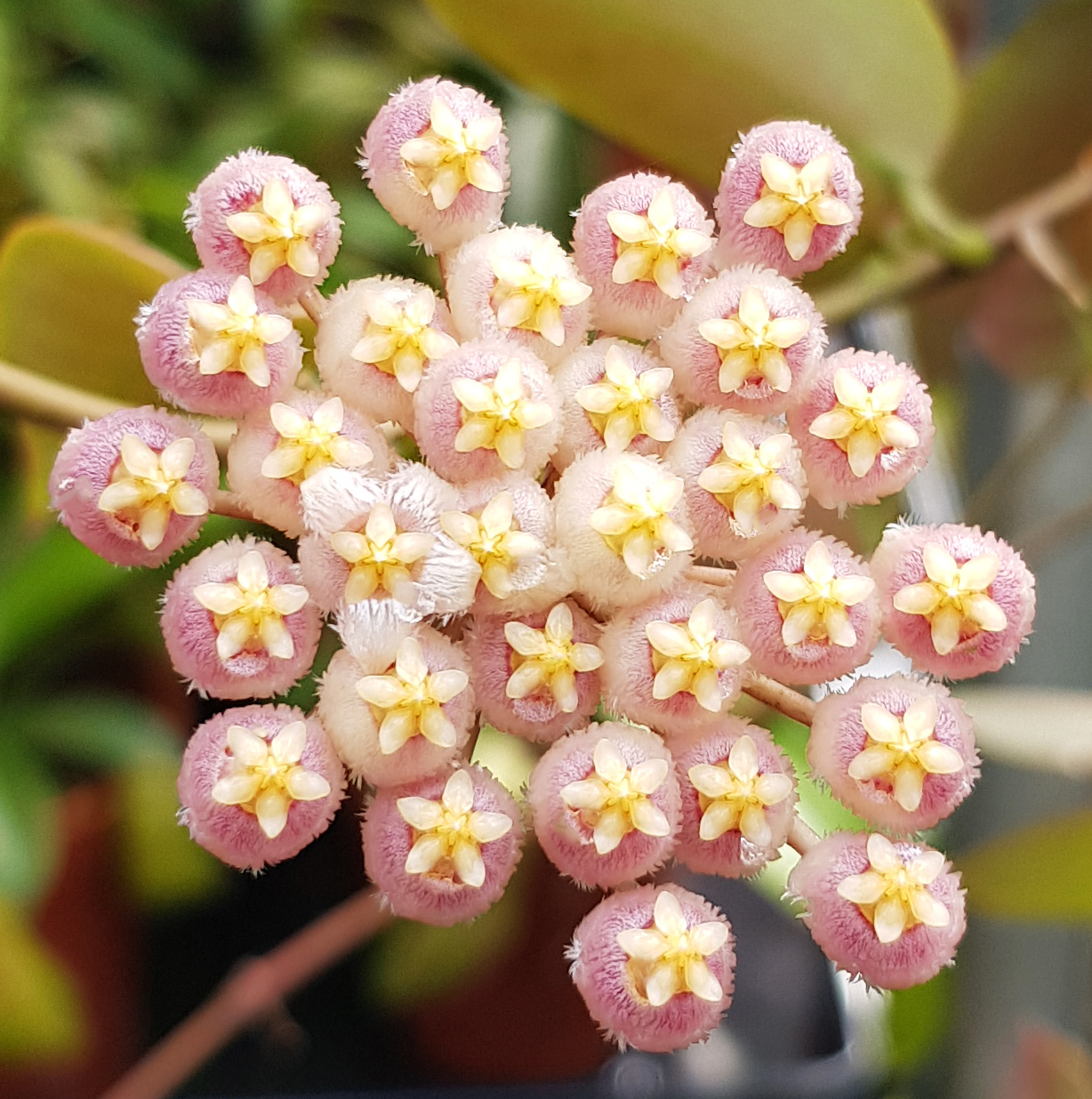 Hoya Obscura Sunrise (small jiffy rooted plant) - Image 3