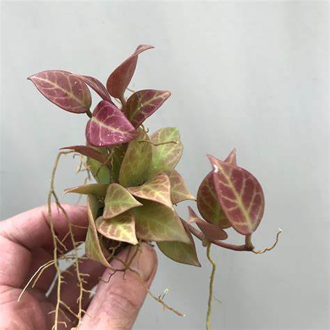 Hoya Obscura Sunrise (small jiffy rooted plant) - Image 4