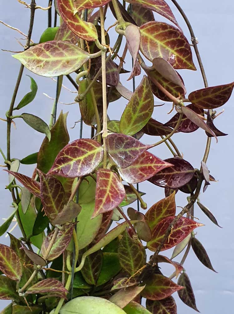 Hoya Obscura Sunrise (small jiffy rooted plant) - Image 5