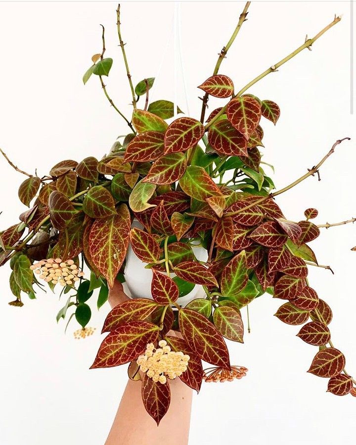 Hoya Obscura Sunrise (small jiffy rooted plant) - Image 6