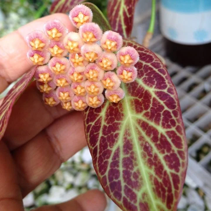 Hoya Obscura Sunrise (small jiffy rooted plant) - Image 7