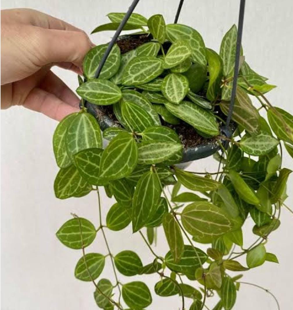 Dischidia Watermelon/ Dischidia Ovata (jiffy rooted) - Image 3