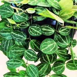 Dischidia Watermelon/ Dischidia Ovata (jiffy rooted)