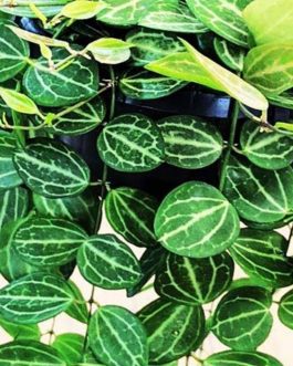 Dischidia Watermelon/ Dischidia Ovata (jiffy rooted)