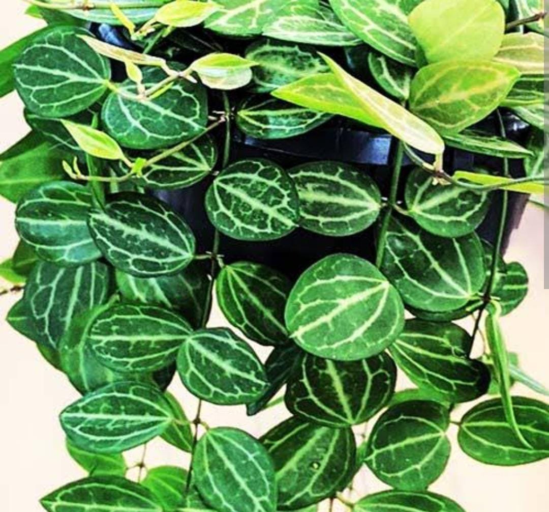 Dischidia Watermelon/ Dischidia Ovata (jiffy rooted)