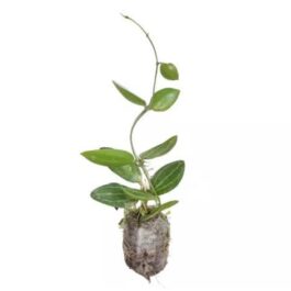 Dischidia Watermelon/ Dischidia Ovata (jiffy rooted)