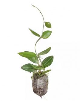 Dischidia Watermelon/ Dischidia Ovata (jiffy rooted)