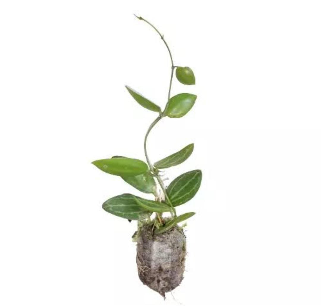 Dischidia Watermelon/ Dischidia Ovata (jiffy rooted) - Image 2