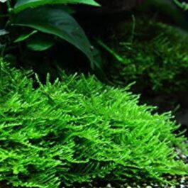Spiky Moss /Taxiphyllum sp. ‘Spiky’ (pouch)