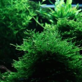 Spiky Moss /Taxiphyllum sp. ‘Spiky’ (pouch)