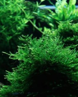 Spiky Moss /Taxiphyllum sp. ‘Spiky’ (pouch)