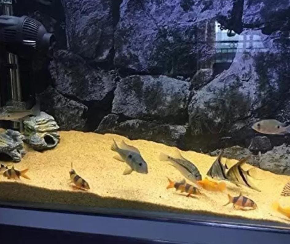 Egyptian Nile river sand (1 kg) - Image 4