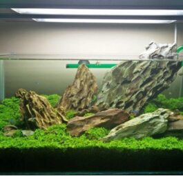 Aquarium Dragon Rock (1kg)