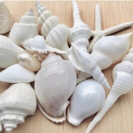 Mixed Sea Shells (1/2 kg)