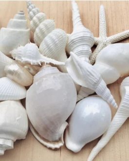 Mixed Sea Shells (1/2 kg)