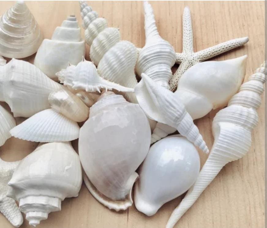 Mixed Sea Shells (1/2 kg) - Image 2