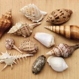 Mixed Sea Shells (1/2 kg)