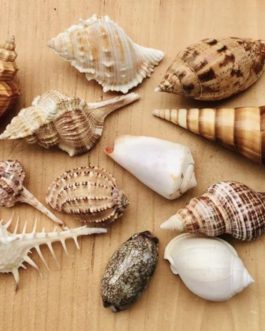 Mixed Sea Shells (1/2 kg)