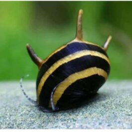 Horned nerite ( 5 nos)