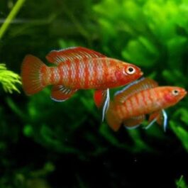 Scarlet Badis (10 piece combo)