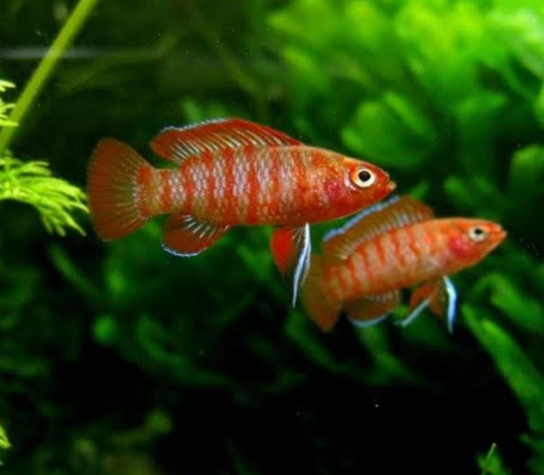 Scarlet Badis (10 piece combo) - Image 4