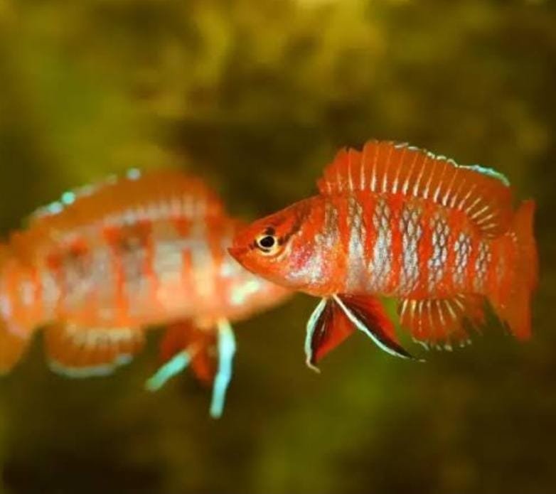Scarlet Badis (10 piece combo) - Image 3