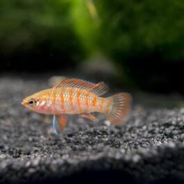 Scarlet Badis (10 piece combo)