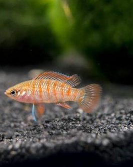 Scarlet Badis (10 piece combo)