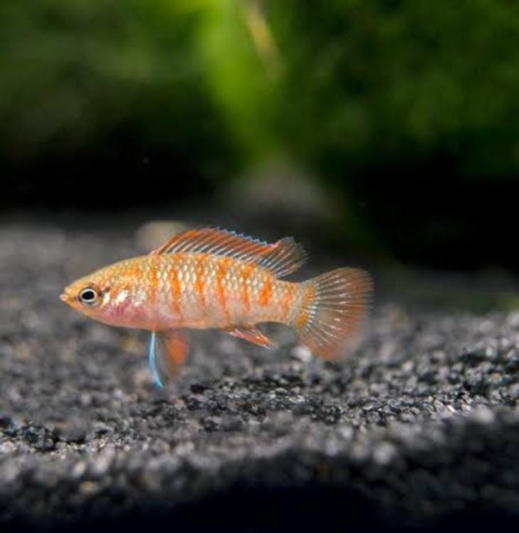 Scarlet Badis (10 piece combo) - Image 2