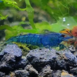 Blue Dream Neo Caridina (5 pcs)