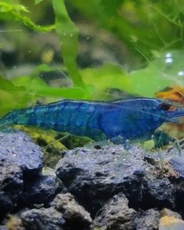 Blue Dream Neo Caridina (5 pcs)
